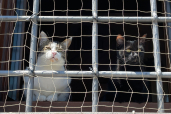 En Suisse, le nombre d’animaux de compagnie abandonnés continue d’augmenter